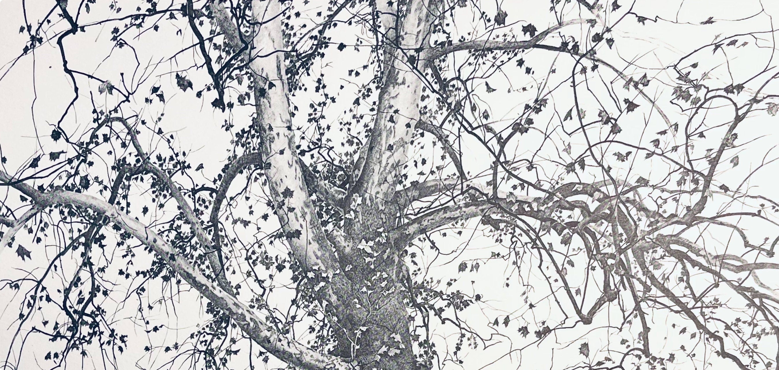Andrew Wyeth, New Leaves, The Four Seasons, Limited Edition Lithograph