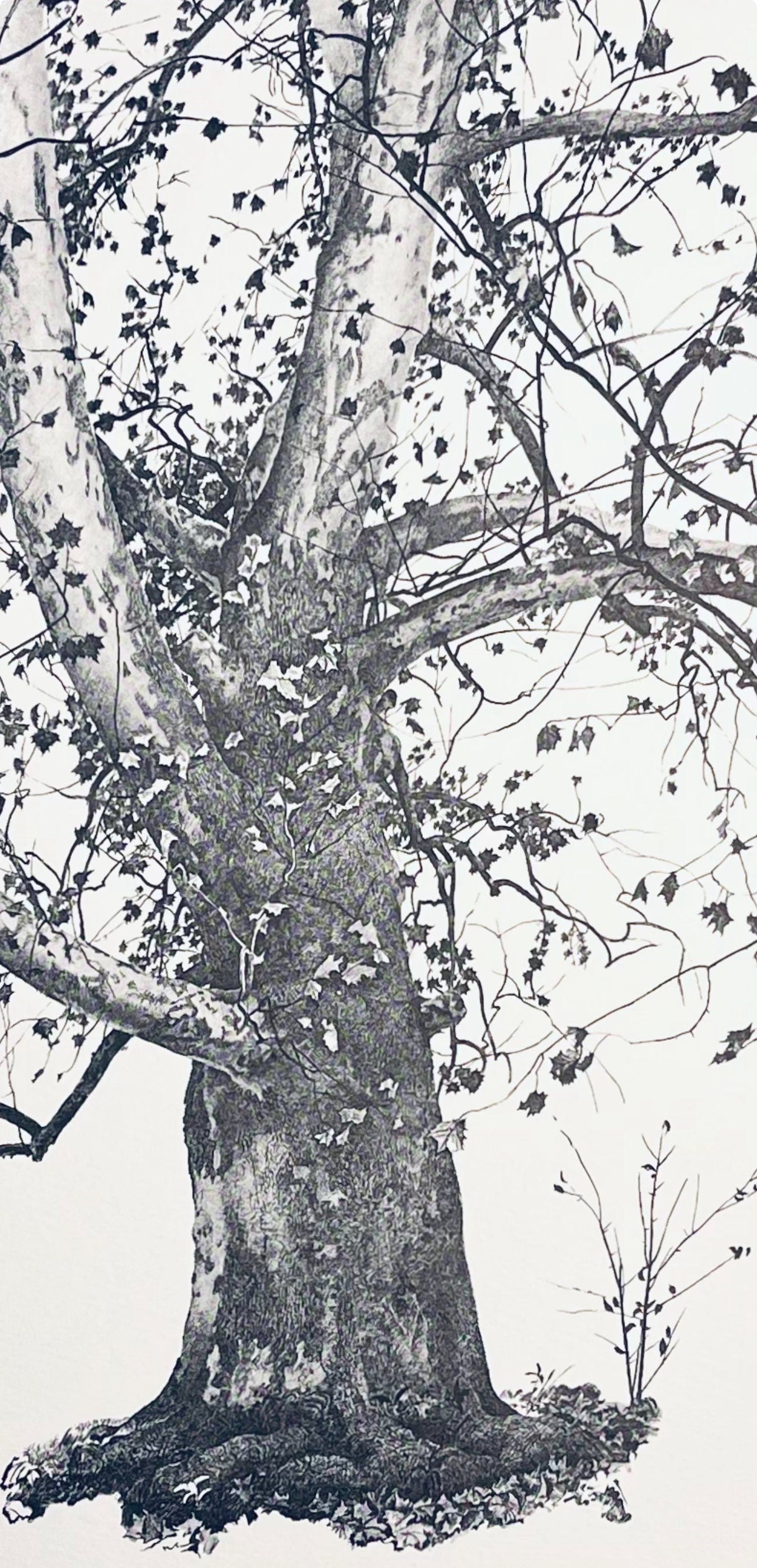 Andrew Wyeth, New Leaves, The Four Seasons, Limited Edition Lithograph
