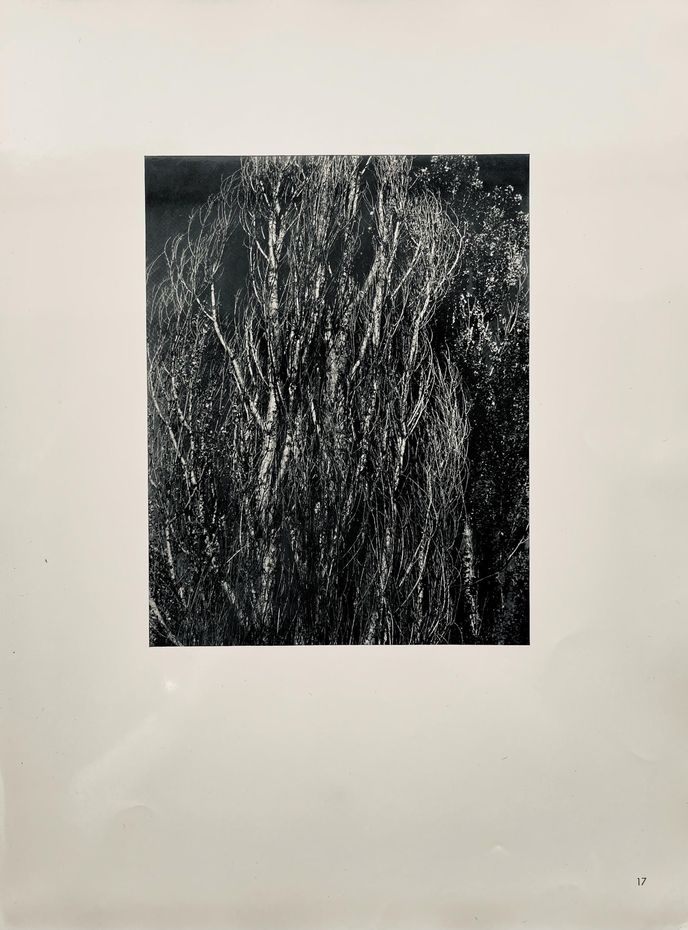 Alfred Stieglitz, Poplars, Lake George, Alfred Stieglitz Memorial Portfolio 1864-1946, Limited Edition Halftone Photograph