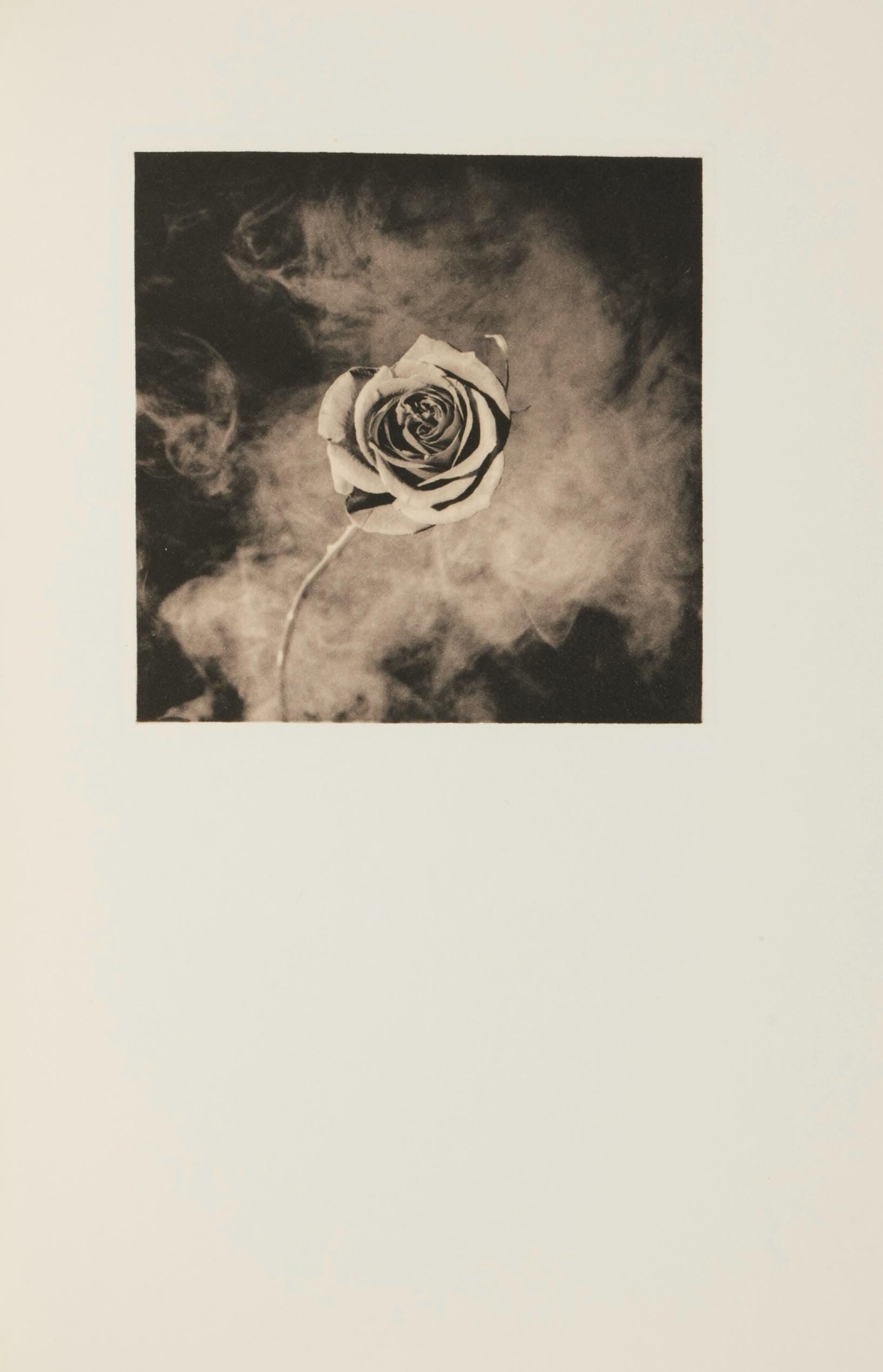 Robert Mapplethorpe, Rose with Smoke, A Season in Hell, Limited Edition Photogravure