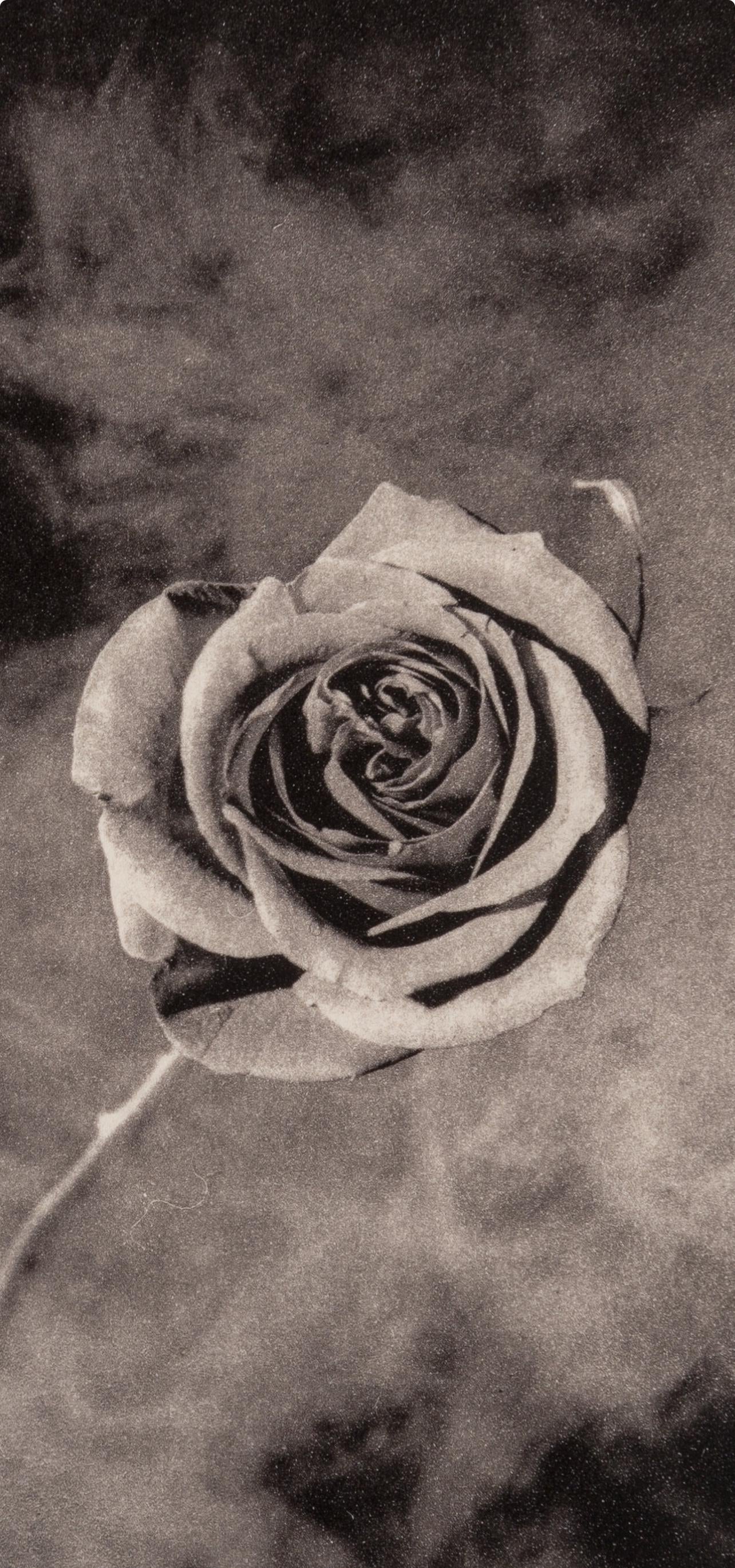 Robert Mapplethorpe, Rose with Smoke, A Season in Hell, Limited Edition Photogravure