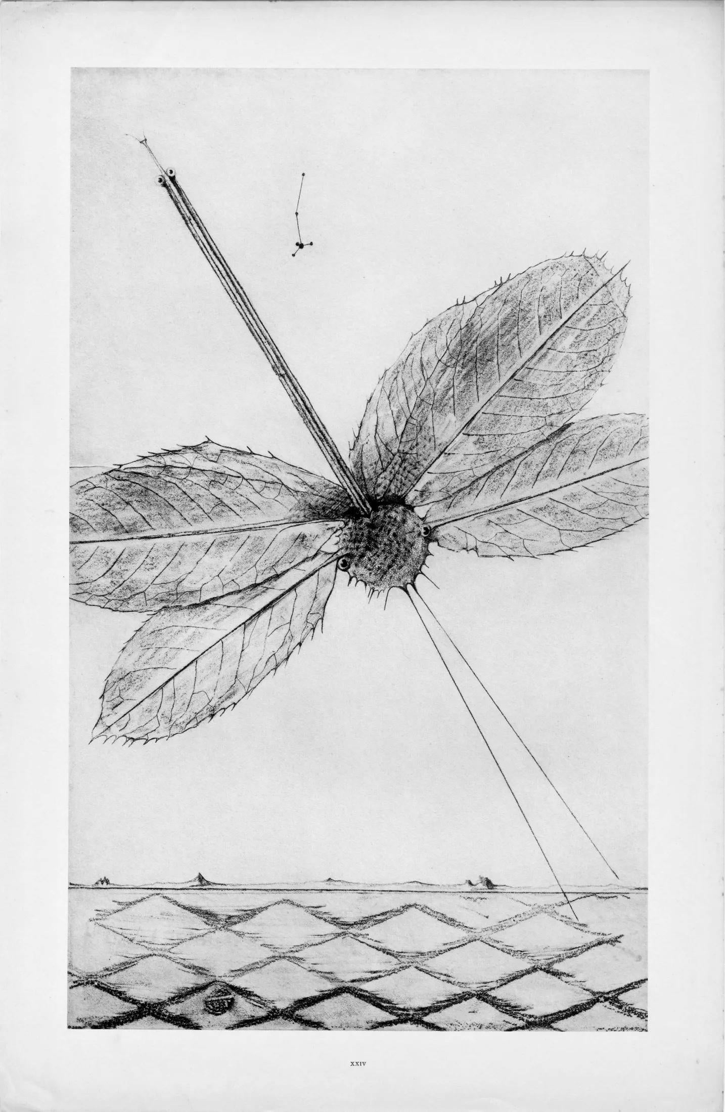 Max Ernst, Composition (Spies/Leppien 222), Histoire Naturelle, Limited Edition Lithograph