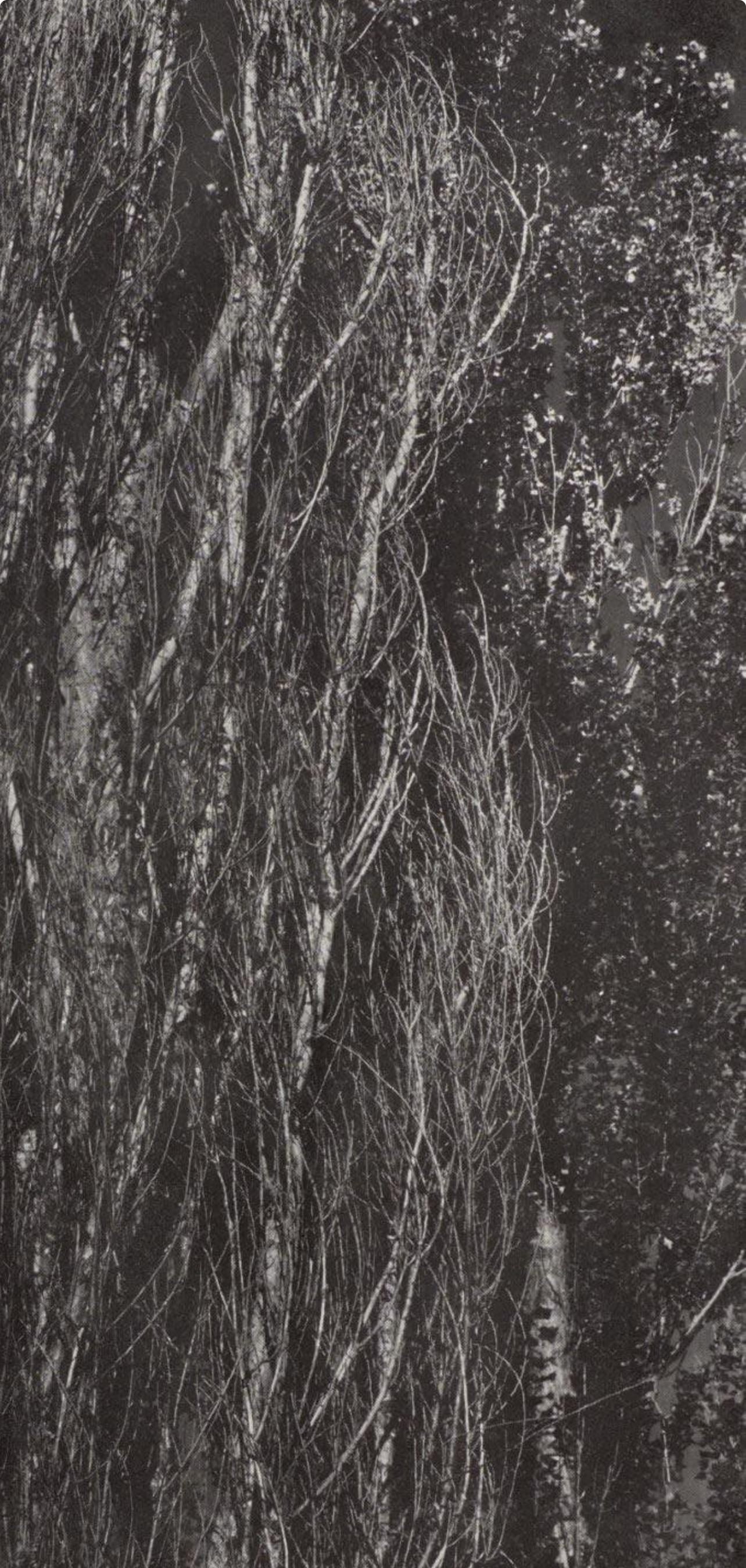 Alfred Stieglitz, Poplars, Lake George, Alfred Stieglitz Memorial Portfolio 1864-1946, Limited Edition Halftone Photograph