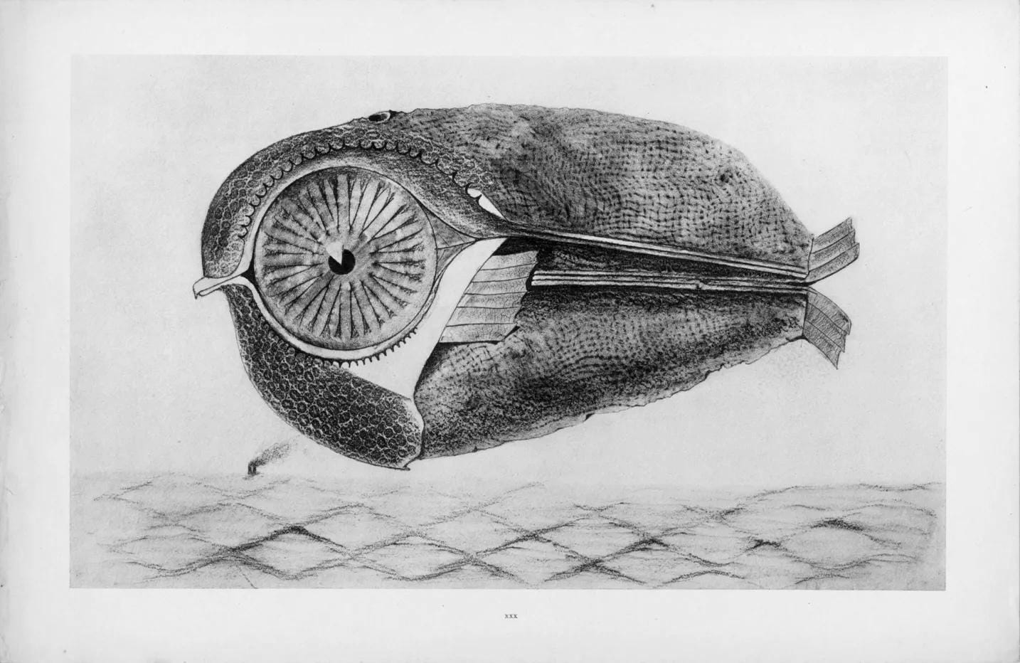 Max Ernst, Composition (Spies/Leppien 222), Histoire Naturelle, Limited Edition Lithograph