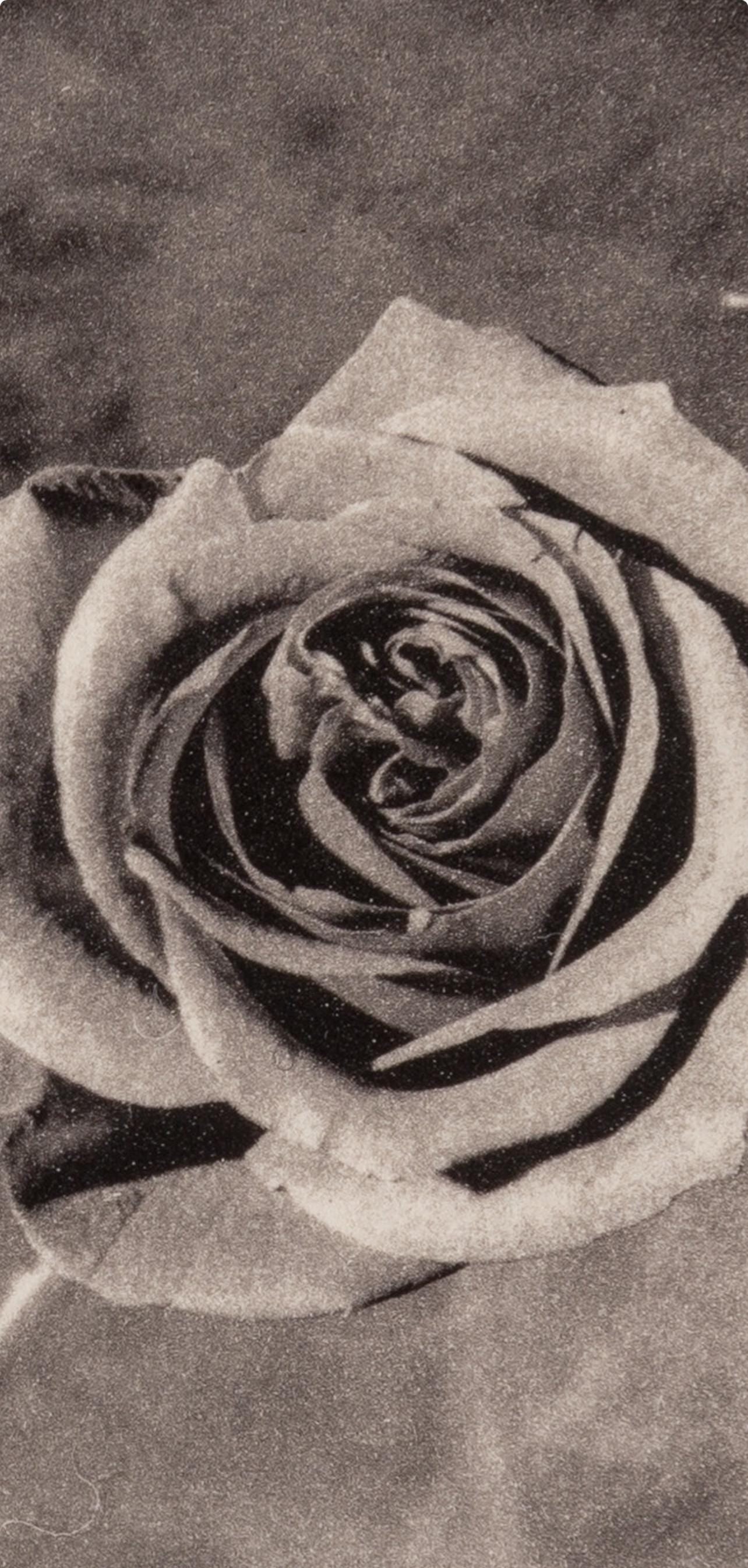 Robert Mapplethorpe, Rose with Smoke, A Season in Hell, Limited Edition Photogravure