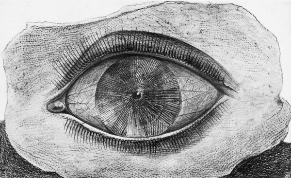 Max Ernst, Composition (Spies/Leppien 222), Histoire Naturelle, Limited Edition Lithograph