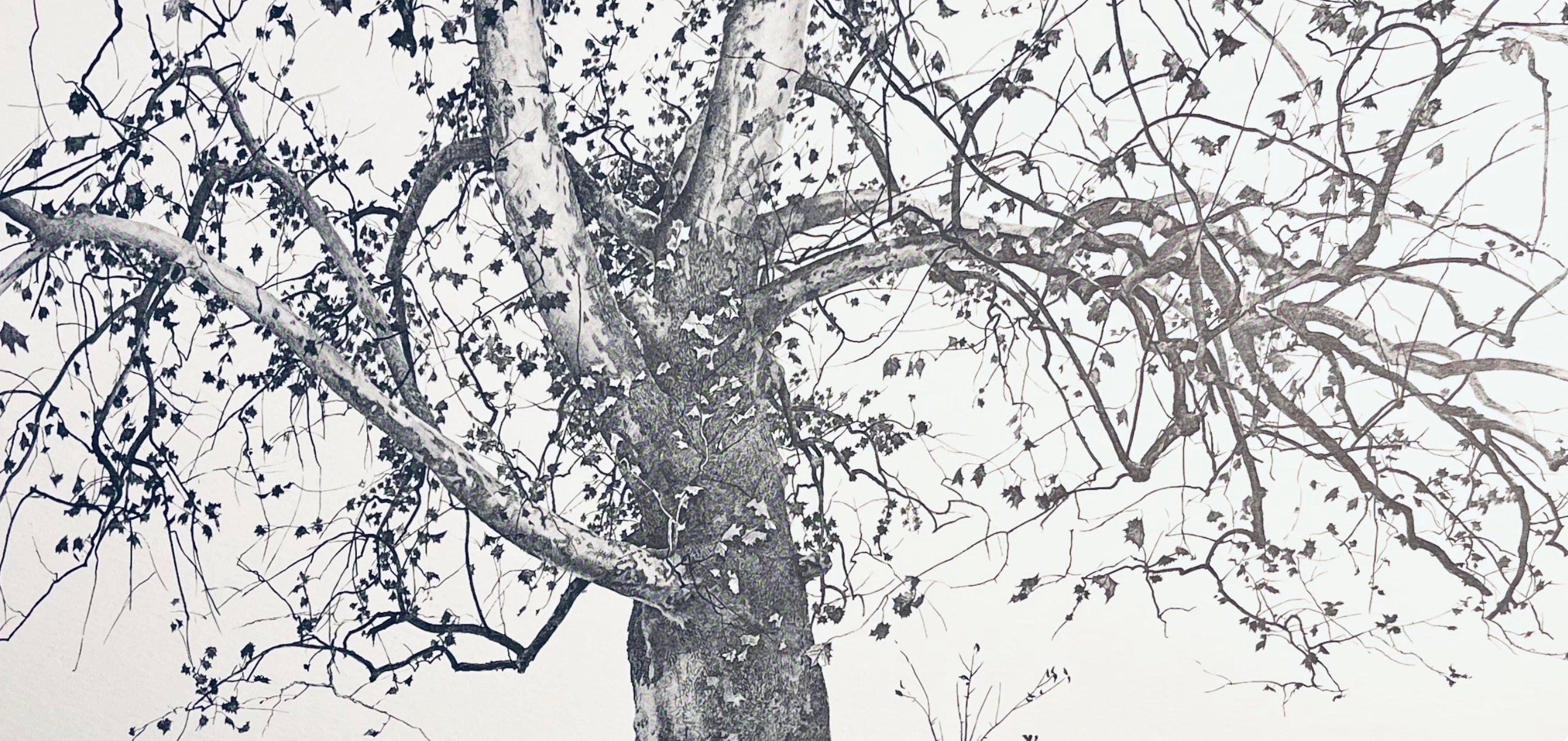 Andrew Wyeth, New Leaves, The Four Seasons, Limited Edition Lithograph