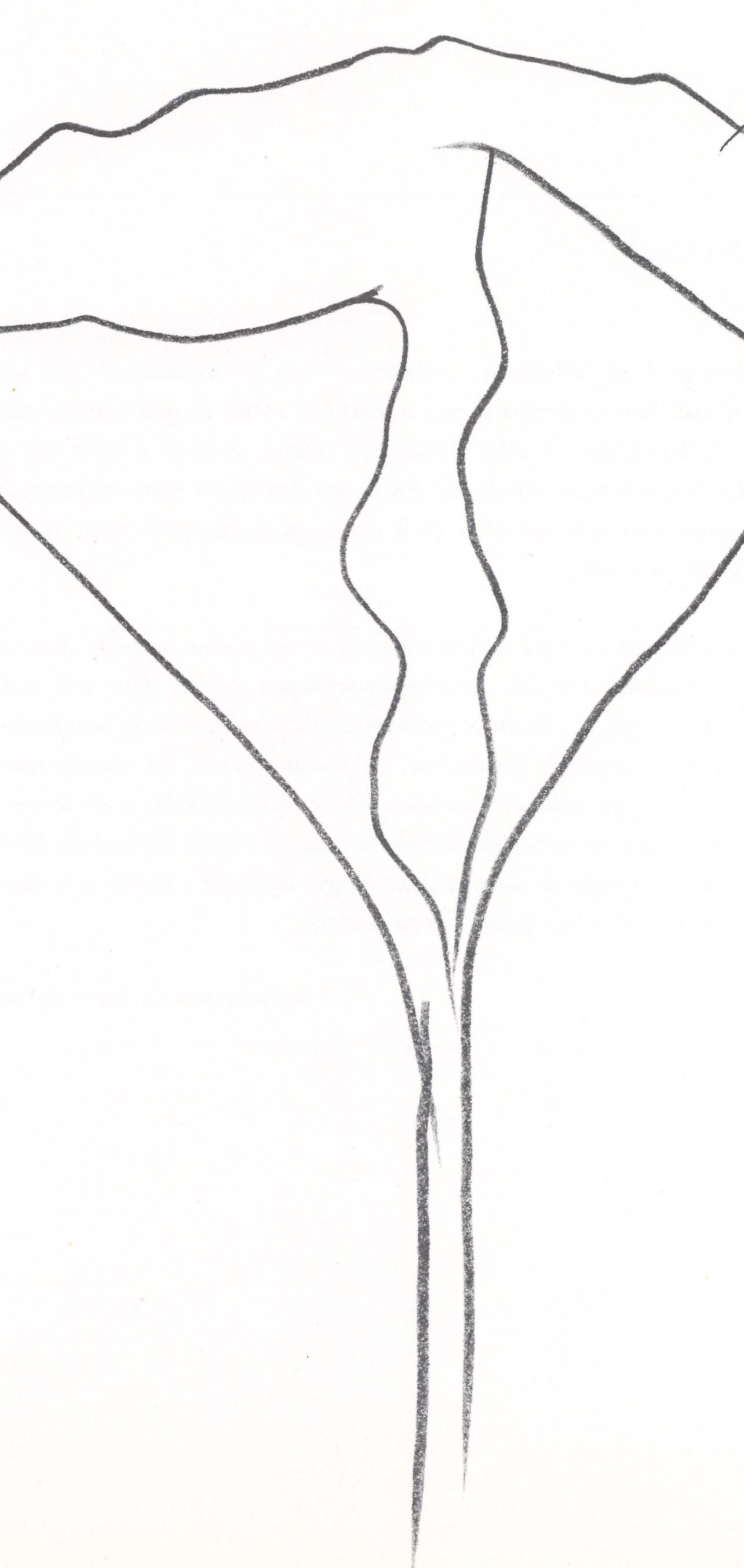 Ellsworth Kelly, Lotus (Axsom I-C), Hommage à Aimé et Marguerite Maeght, Derrière le miroir, Limited Edition Lithograph