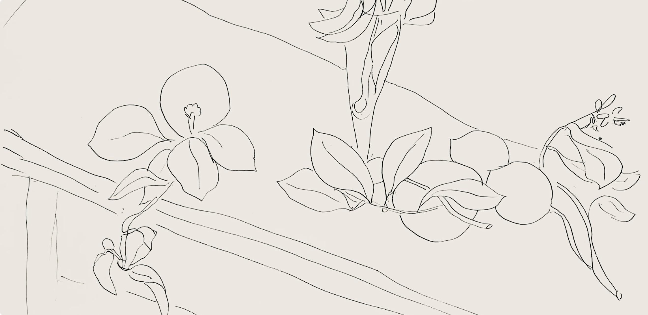 Henri Matisse, Série M, var. 2 (Duthuit 9), Henri Matisse, Dessins, Thèmes et variations, Limited Edition Lithograph