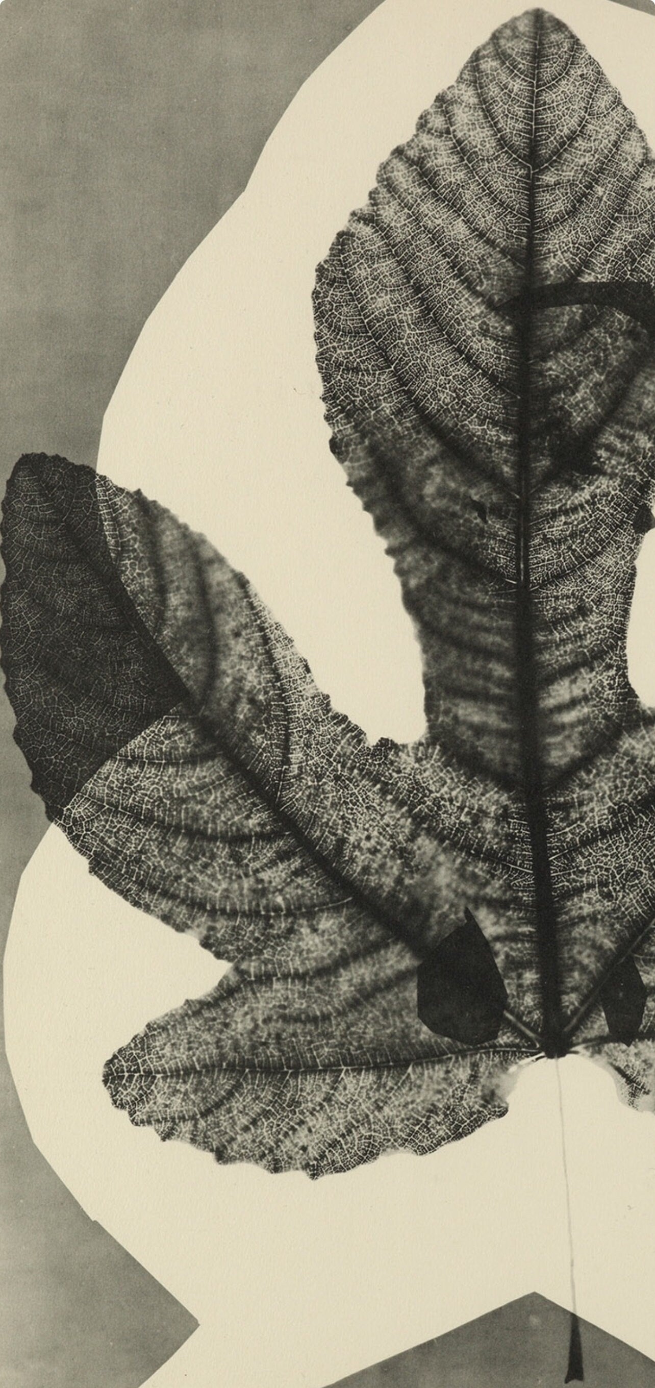 Pablo Picasso, Composition (Bloch 112; Kibbey 1466; Goeppert 115), Diurnes Découpages et Photographies, Limited Edition Phototype