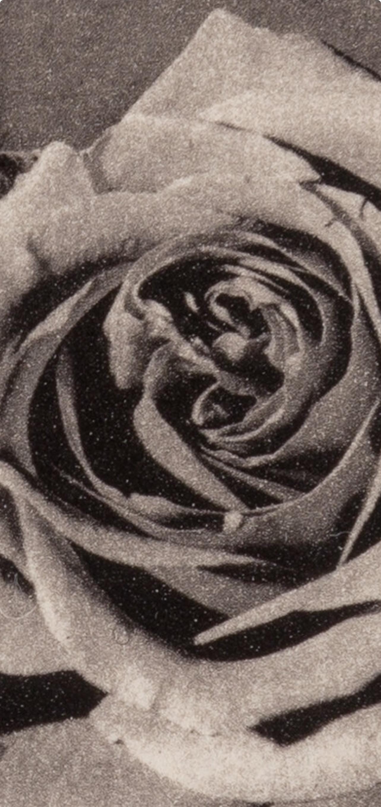 Robert Mapplethorpe, Rose with Smoke, A Season in Hell, Limited Edition Photogravure