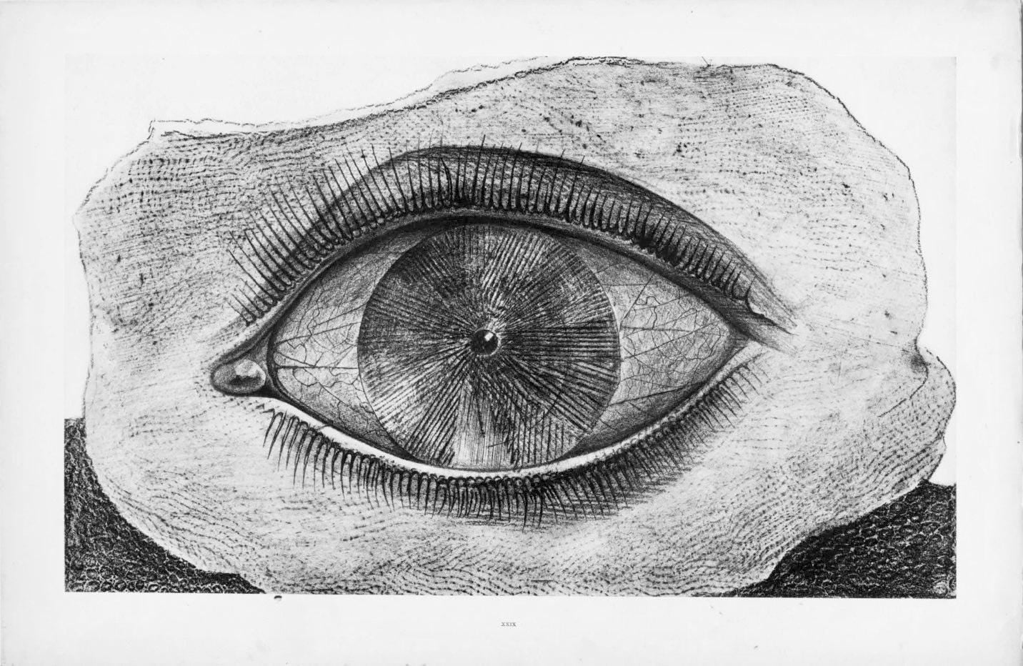 Max Ernst, Composition (Spies/Leppien 222), Histoire Naturelle, Limited Edition Lithograph