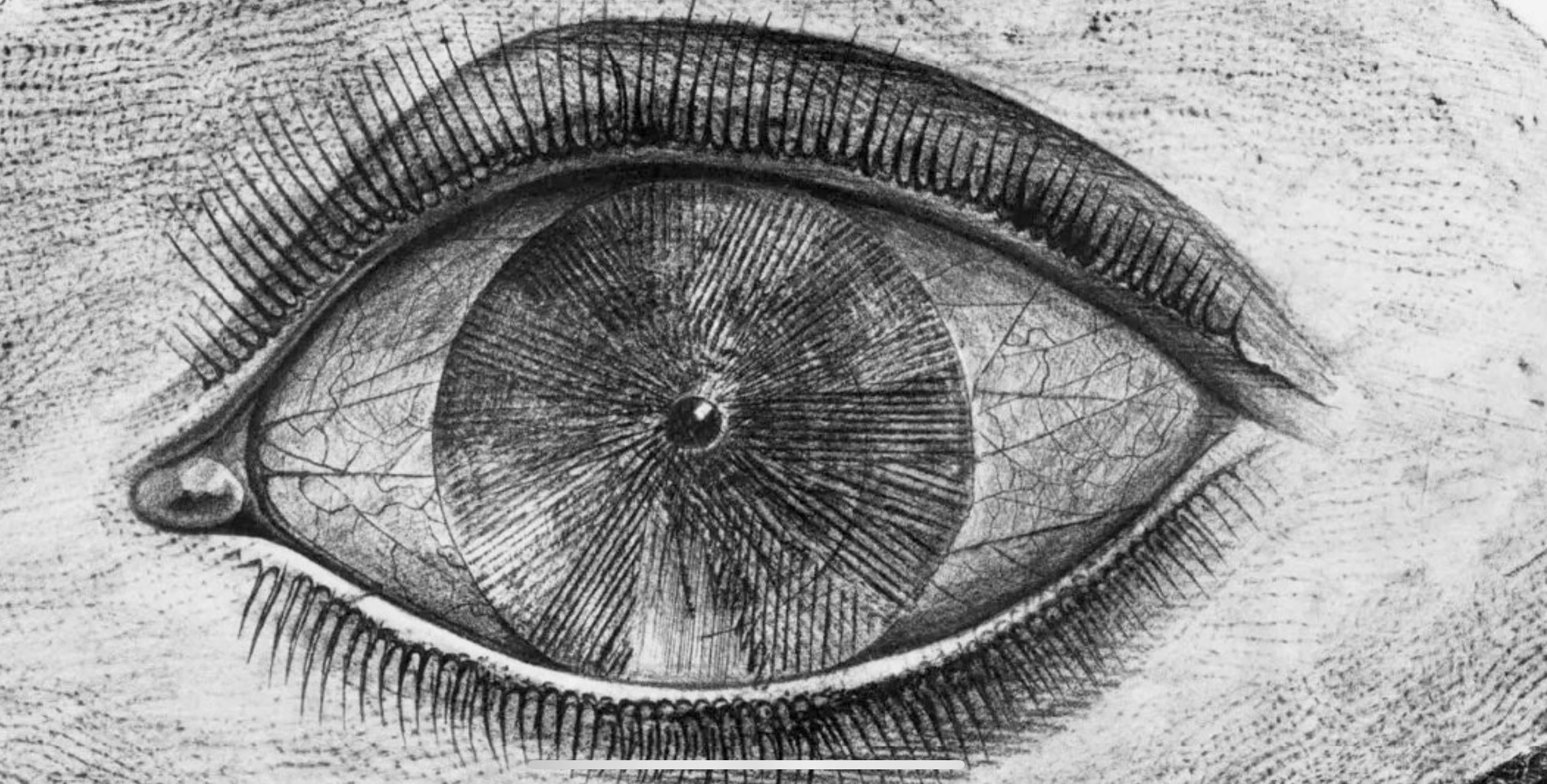 Max Ernst, Composition (Spies/Leppien 222), Histoire Naturelle, Limited Edition Lithograph