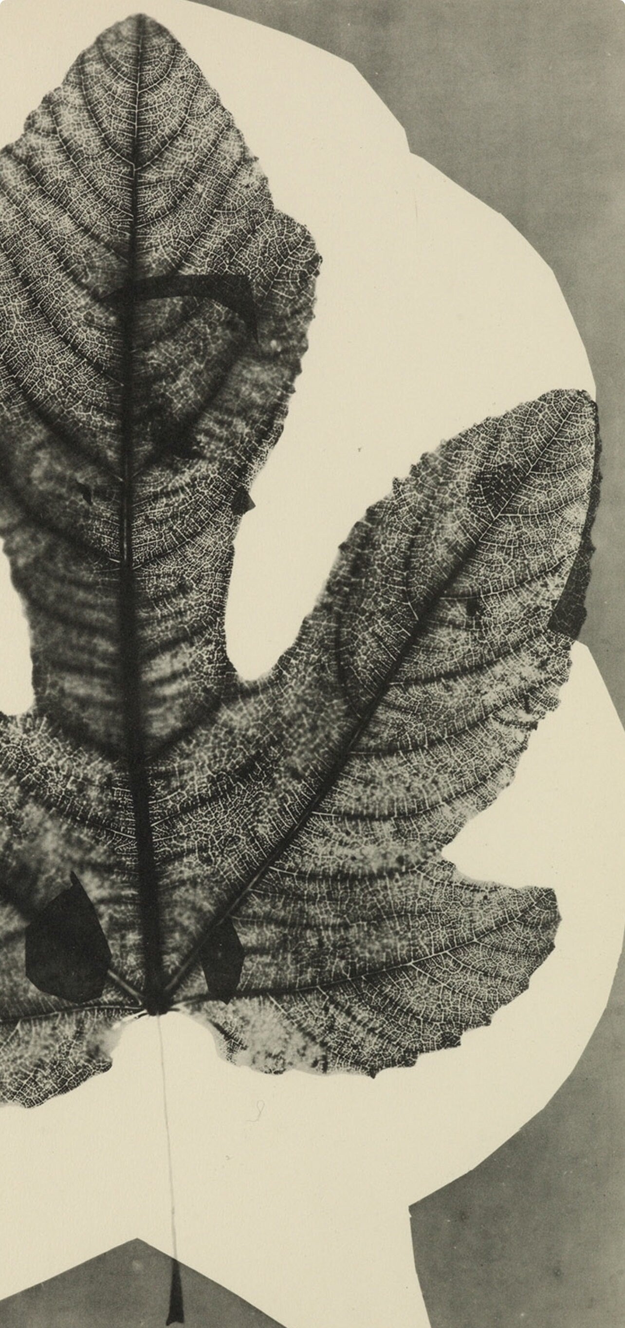 Pablo Picasso, Composition (Bloch 112; Kibbey 1466; Goeppert 115), Diurnes Découpages et Photographies, Limited Edition Phototype