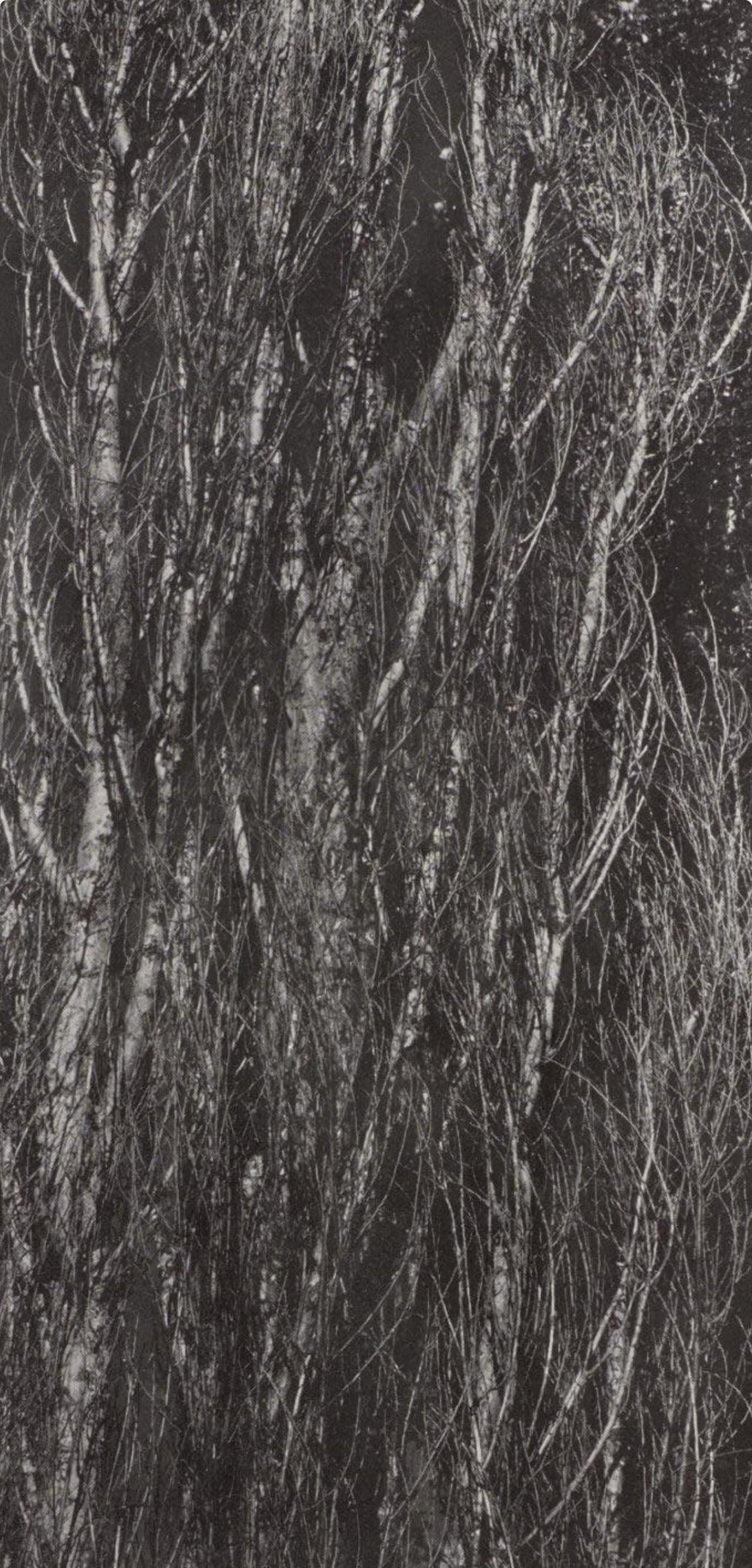 Alfred Stieglitz, Poplars, Lake George, Alfred Stieglitz Memorial Portfolio 1864-1946, Limited Edition Halftone Photograph