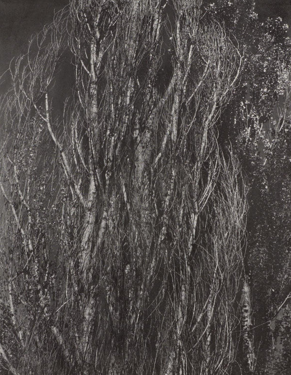 Alfred Stieglitz, Poplars, Lake George, Alfred Stieglitz Memorial Portfolio 1864-1946, Limited Edition Halftone Photograph