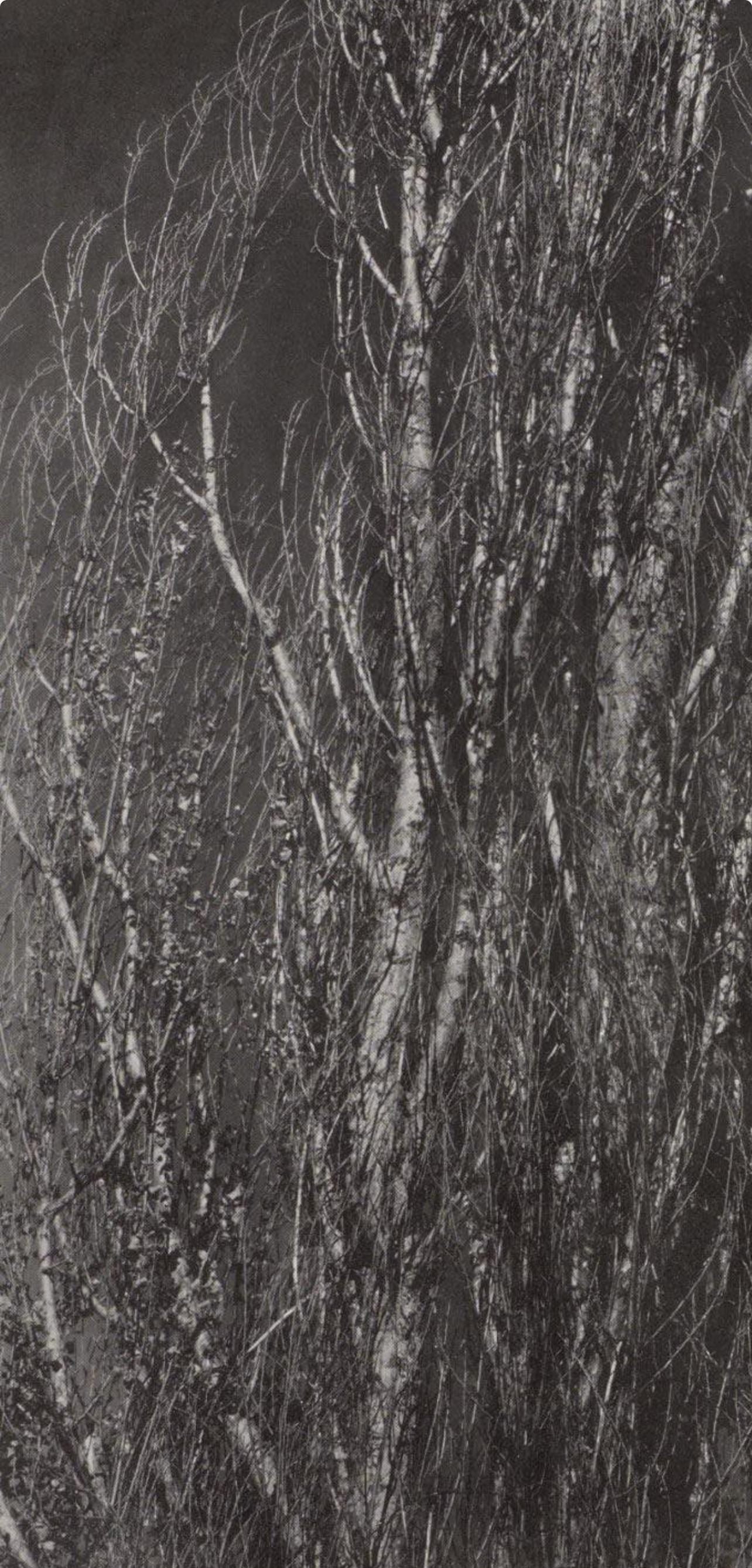 Alfred Stieglitz, Poplars, Lake George, Alfred Stieglitz Memorial Portfolio 1864-1946, Limited Edition Halftone Photograph