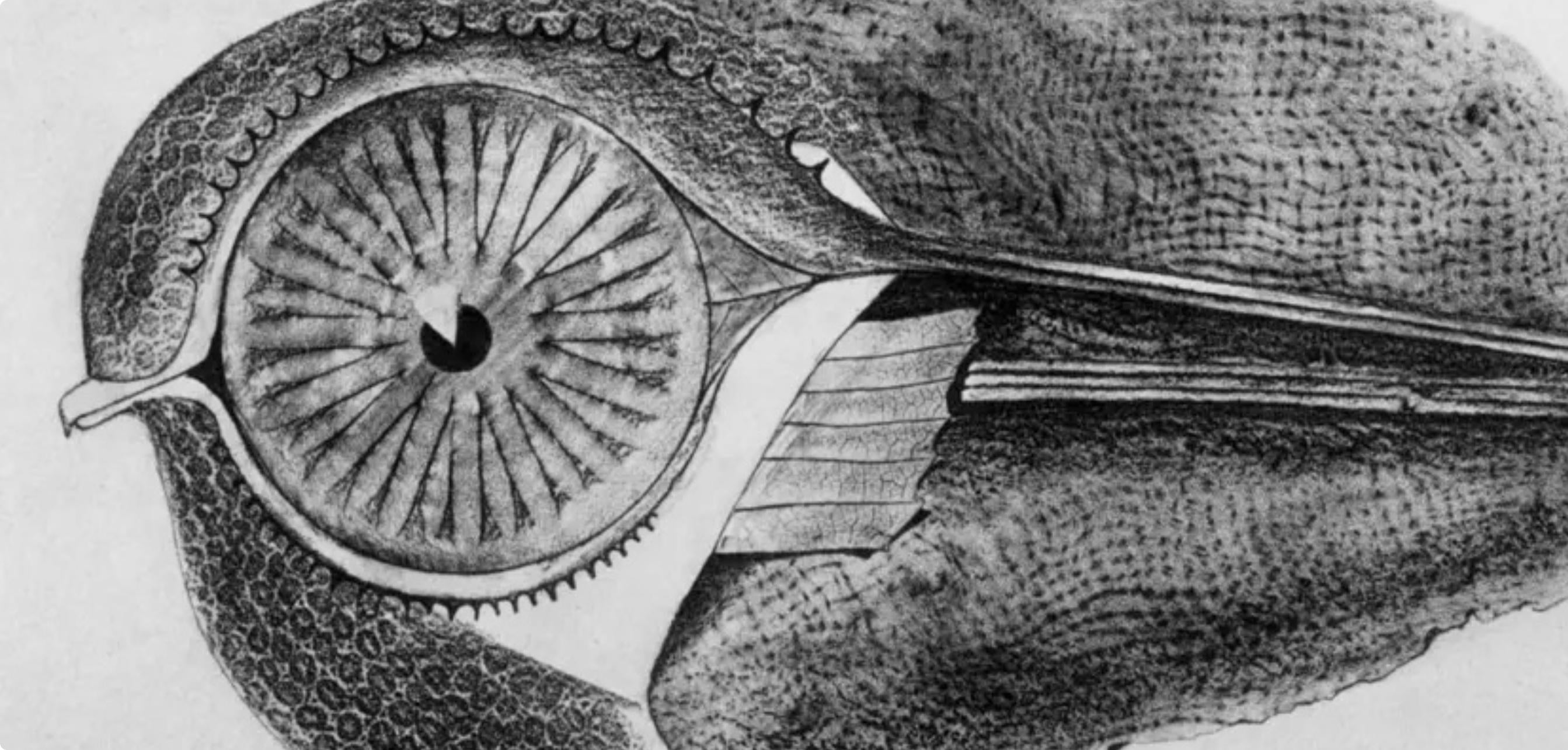 Max Ernst, Composition (Spies/Leppien 222), Histoire Naturelle, Limited Edition Lithograph